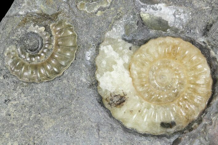 Ammonite (Promicroceras) Fossil - Lyme Regis #102890